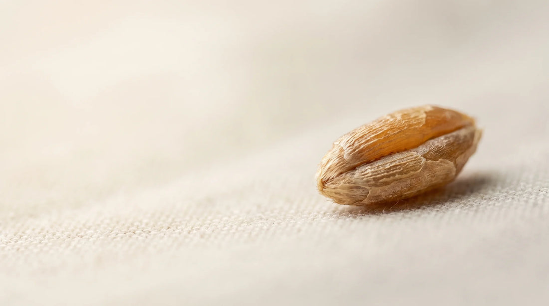 Macro close-up of a single rye grain showing the outer bran layer