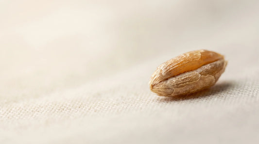 Macro close-up of a single rye grain showing the outer bran layer