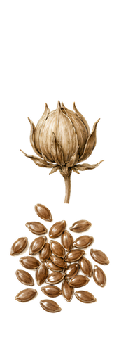 Flax illustration