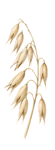 Oat illustration