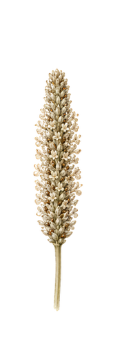 Psyllium illustration