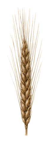 Rye illustration