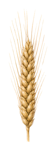 Wheat illustration