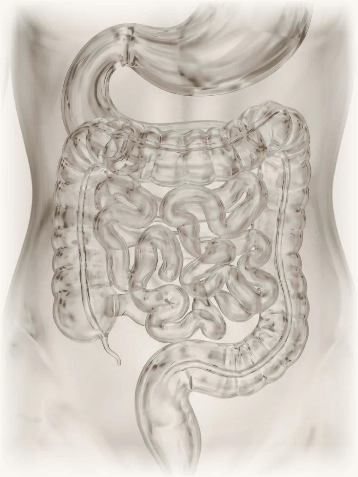 An anatomical diagram of the digestive tract. Rye bran passes through the stomach and small intestine and gathers in the colon.